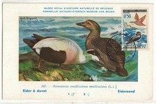 CARTE MAXIMUM - Eider à duvet
