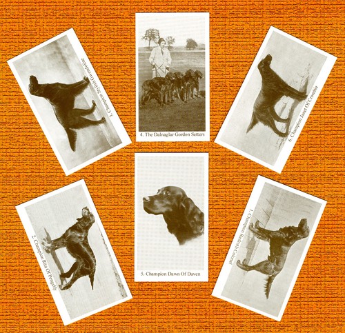 Gordon setter set six named - six,