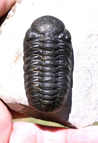 Trilobite fossil phacops sp - trilobite, fossil,