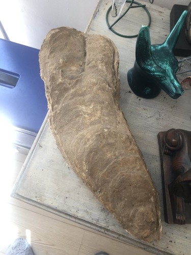 Fossile huitre géante - fossile,
