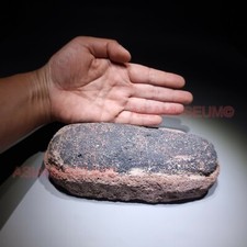 DINOSAURE Réel OEUF RAPTOR