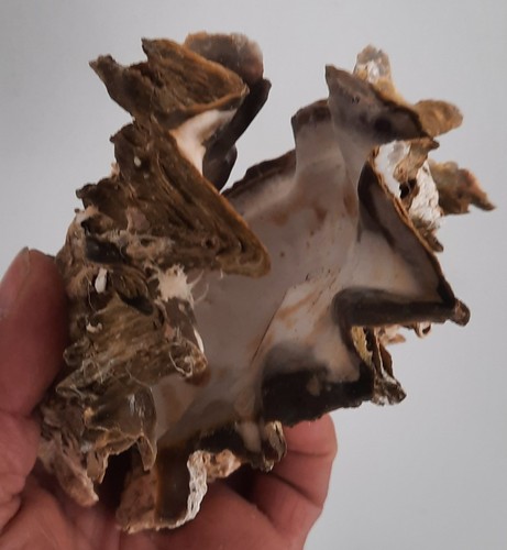 Curiosité taxidermie - curiosité,
