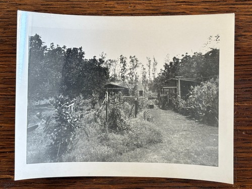 Rural garden scene 1950s - garden,
