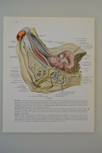 Planche anatomie humaine - planche, d'anatomie
