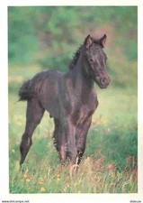 Animaux - Chevaux - Cheval de