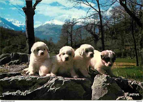 Carte postale animaux - carte,