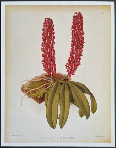 Botanique orchidées - botanique,