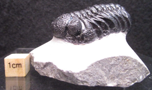 Perfectly prepared devonian - prepared,