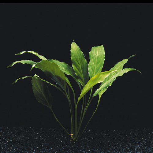 Spathiphyllum wallisii plante