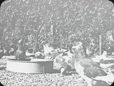 Pigeons, oiseaux, campagne