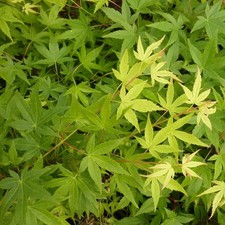 Acer palmatum ryusen - 'ryusen',