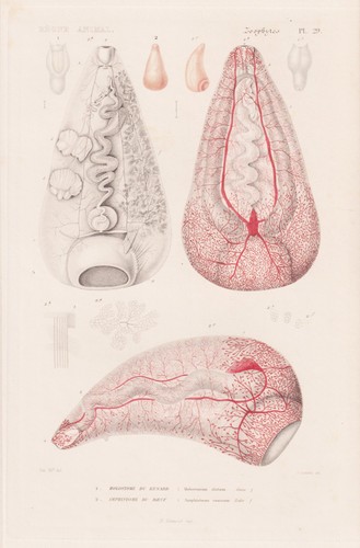 Holostomum alatum vers gravure - holostomum,