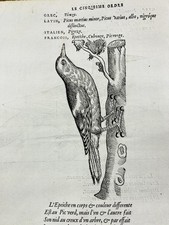 Pic Vert et Pic Épeiche en 1557 Ornithologie Rare Gravure Oiseau Belon