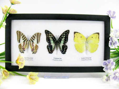 Vrais beaux papillons - 3,