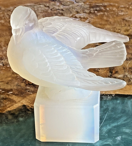 Pigeon palombe tourterelle - pigeon,