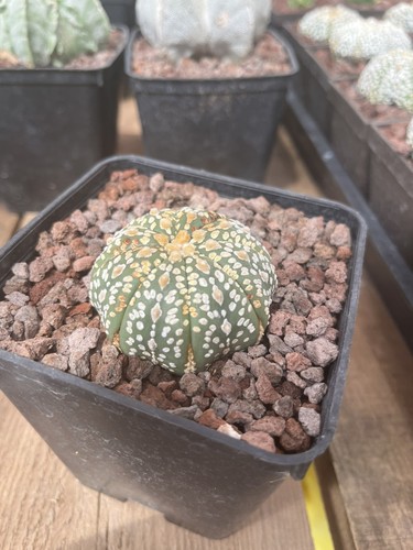 Astrophytum asterias cv - asterias,