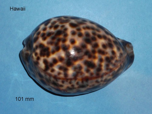 Cypraea tigris schilderiana - ,