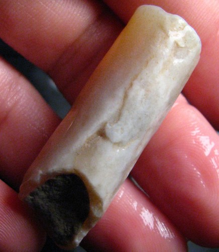 Fossile pipe belemnite - o&co,