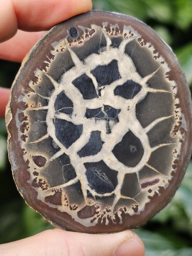 Nodule septaria poli