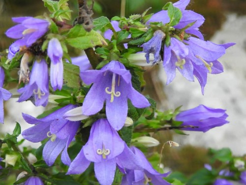 Campanula trachelium violette - campanula,