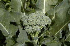 Brocoli de Ciccio - 50+ graines - Graines - Semillas B 109
