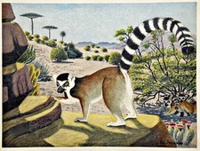 Katta Maki Lémuriens