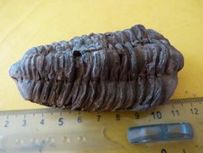 Trilobite Colpocoryphe grandis