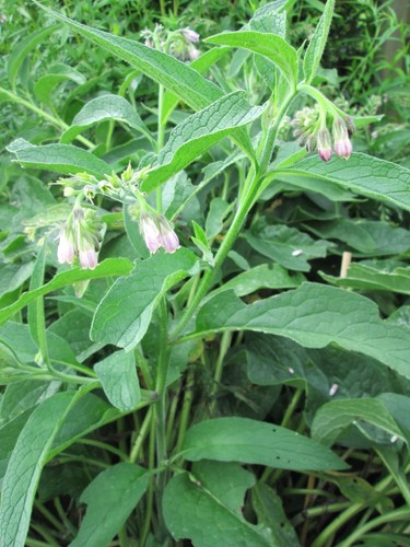 Plant consoude fleurs - consoude,