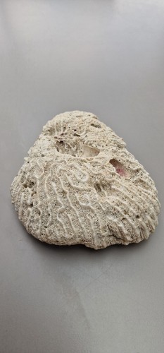Fossile corail origine kenya - corail,