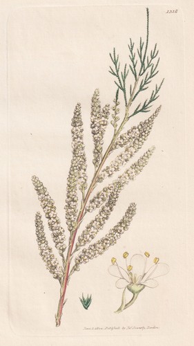 Tamarix gallica tamarisk