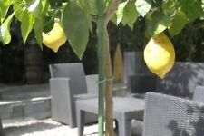 Tuteurs de longueurs