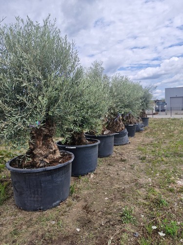 Olivier olea europaea - europaea, bonsaï