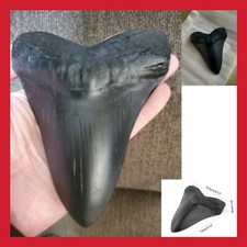 COLLECTION FOSSILE SQUELETTE