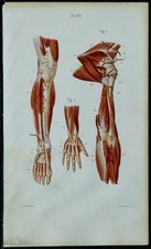 1852 - Planche anatomie