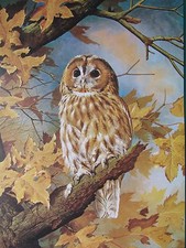 Basilic Ede Oiseau Imprimé ~