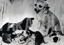 Photo de presse vintage Animaux, Fox Terrier, Chiots Et Jeune Chat, tirage