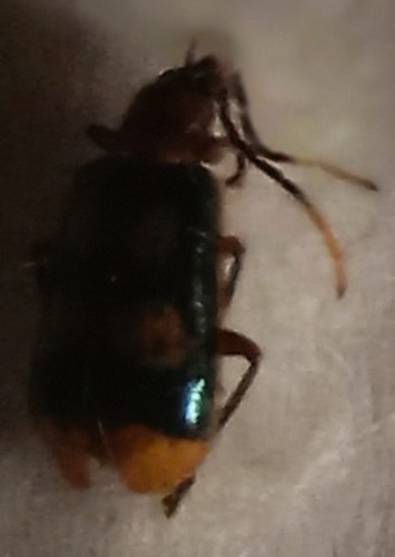 Chrysomelidae diabrotica - chrysomelidae, –