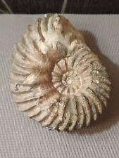 Ammonite Hoplites Dentatus