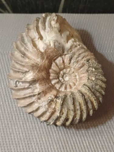 Ammonite hoplites dentatus - ammonite,