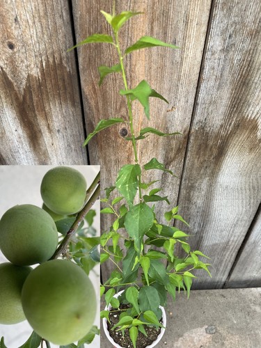 Japanese ume fruit - 1,