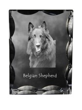 Chien Berger Belge - Cristal