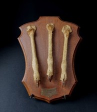 Pied Honneur Chasse À Courre Vénerie Rallye Tilrempt Sahara 1935 Algérie Gazelle