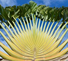 Ravenala madagascariensis -
