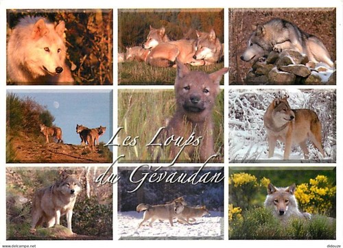 Carte postale animaux - postale,