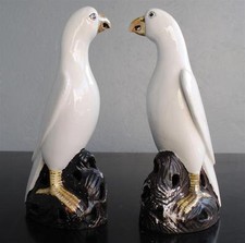 Couple de perroquet blanc