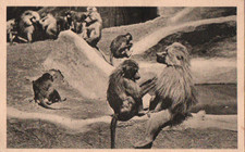 Carte postale Parc Zoologique