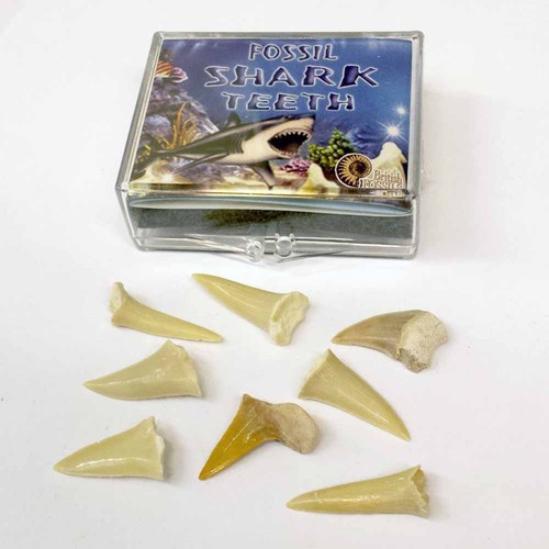 Boîte dents requin mini - boîte,