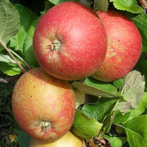 Pommier melrose malus - pommier, 'melrose'