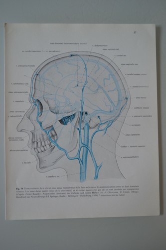 Planche anatomie humaine - d'anatomie,
