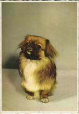 CPA AK Pekinois DOG (1178174)